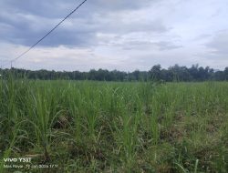 LSM SITI JENAR Pertanyakan Wibawa Negara, Kawasan Hutan Diduga Berubah Jadi Ladang Tebu
